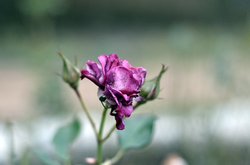 Decaying Purple Wild Blue Yonder  Decaying Purple Wild Blue Yonder